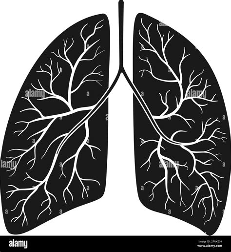 Anatomy Lungs Black And White Stock Photos Images Alamy