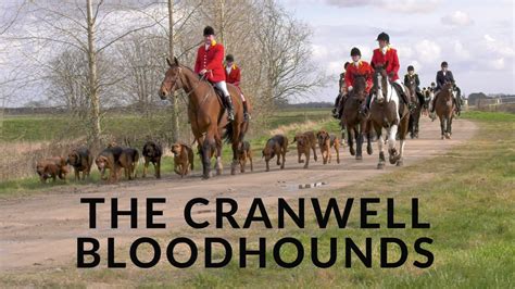 Hunting With Bloodhounds And The Cranwell Bloodhounds Youtube
