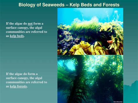 Ppt Kelp Forest Powerpoint Presentation Free Download Id5546562