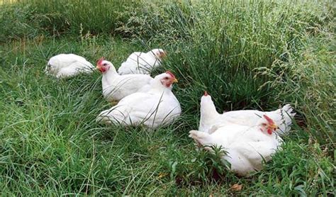 Raising Chickens For Meat Do It Yourself Pastured Poultry Mother Earth News