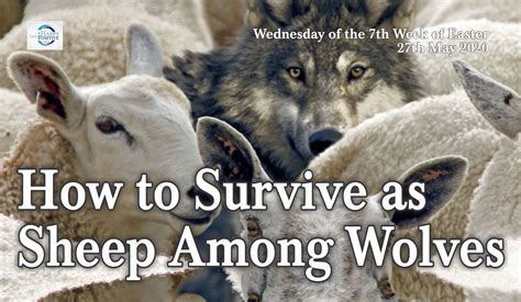 How To Survive As Sheep Among Wolves Be Happy Live Positive