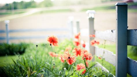 🥇 Nature Fences Depth Of Field Red Flowers Wallpaper 25481