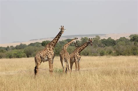 7 Days Kenya Safari East Africa Adventure Tour And Safaris