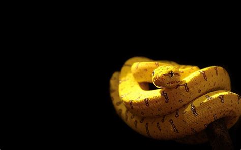 Viper Snake Wallpapers Wallpaper Cave