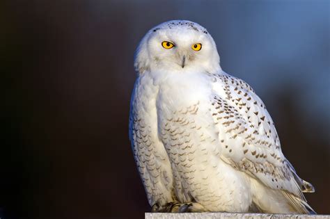 Snowy Owl Wallpaper And Screensavers Wallpapersafari