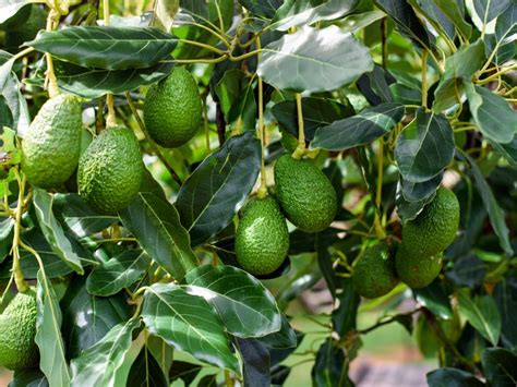 Pictures Of Avocado Trees