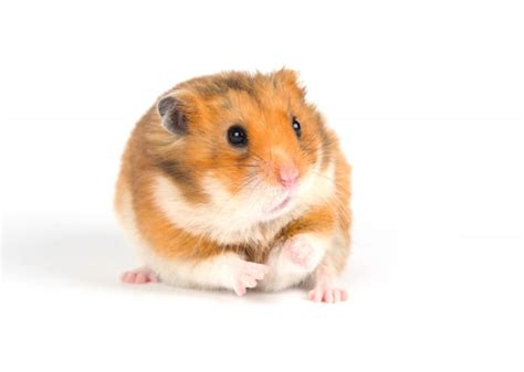 Premium Photo Syrian Hamster Mesocricetus Auratus Isolated On A White