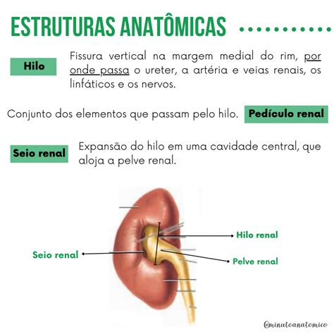 Minuto Anatômico 90 Rins Anatomia And Fisioterapia