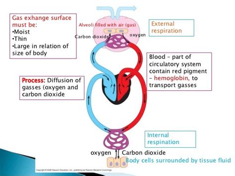Unit 3 Respiratory System And Gas Exchange