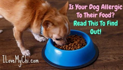 Is Your Dog Allergic To Their Food Heres How To Tell I Love My Chi