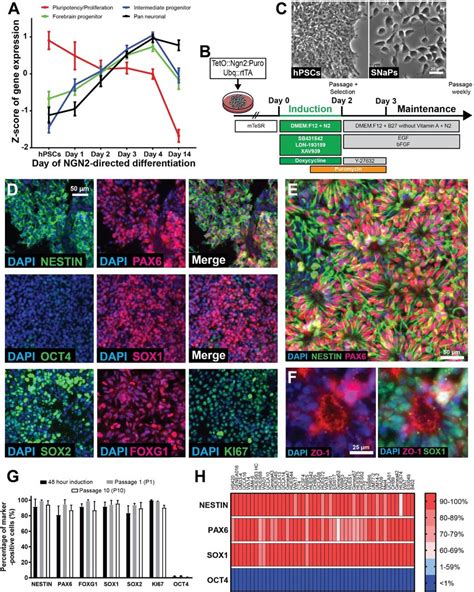 Rapid Induction Of Stem Cell Derived Human Neural Progenitor Cells A