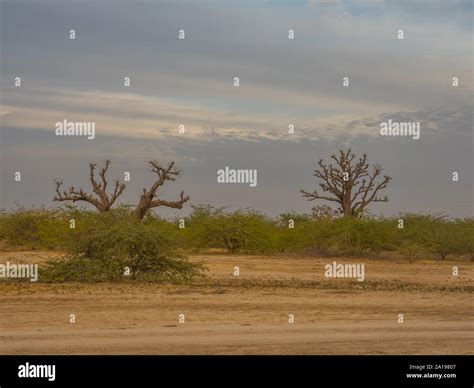 Single Baobabs On The African Steppe During Dry Season Trees Of