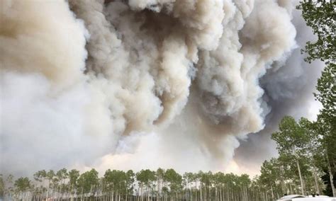 Fumaça De Incêndios Florestais Pode Ser Nova Rota De Disseminação De