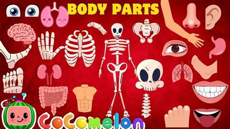 Human Body Parts Vocabulary For Kids Learning Human Body Parts Name
