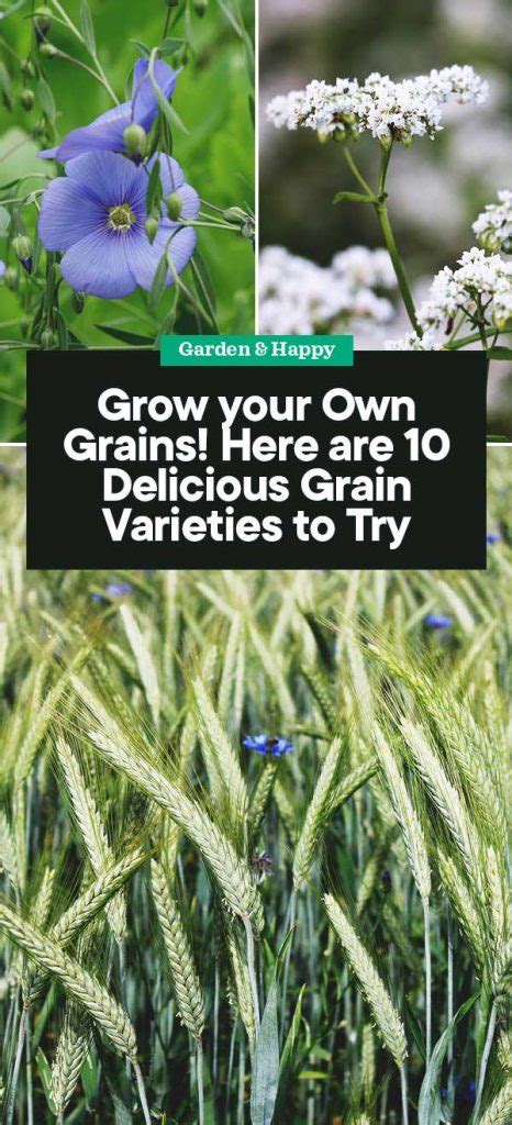10 Delicious Grain Varieties To Grow In Your Garden Garden And Happy