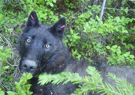 Washington Wildlife Officials To Kill Wolves Again Nw News Network