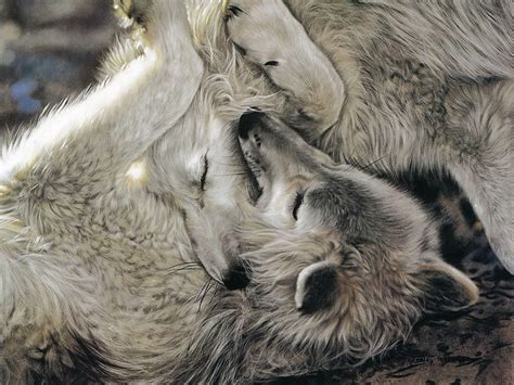 Wallpaper Id 577044 Wolf Dogs Love Two Hd Animal 480p Grey