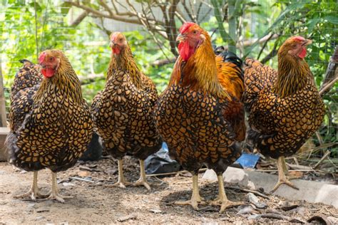 The Ultimate Golden Laced Wyandotte Chicken Guide Everything You Need