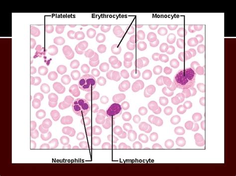 The Cardiovascular System Blood Platelets Neutrophils Erythrocytes Monocyte