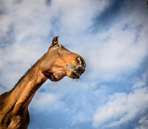 Chestnut Horse Face On Sky Background Stock Image Image Of Animal