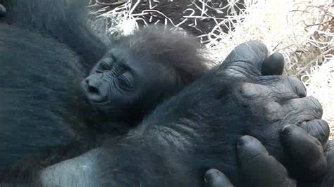 An Unbelievable Kiss For The Baby Gorilla Der Zärtliche Kuss Von Mama