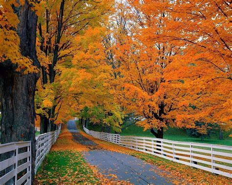Free Download Autumn Leaves On Road Hd For Desktop Widescreen Wallpaper