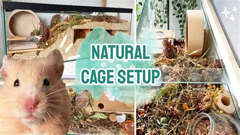 Upgrading Hamsters Natural Cage Setup Cleaning German Inspired