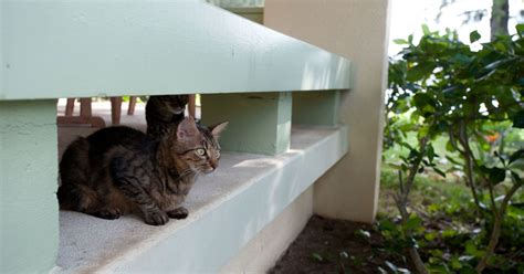 Hawaiis Feral Cats Could Harm Your Health Sharecare