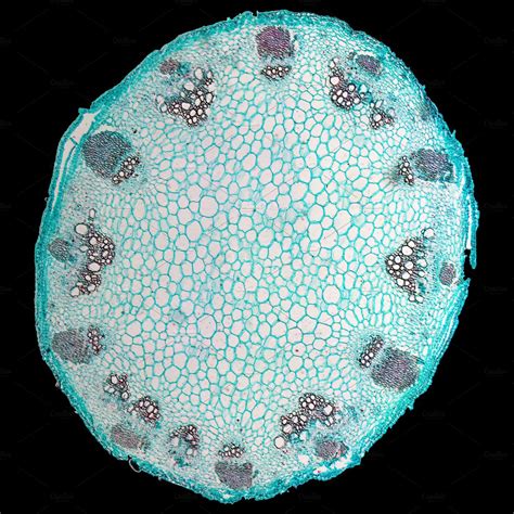 Light Micrograph Of Plant Cells High Quality Nature Stock Photos