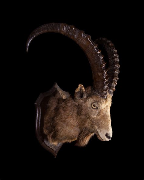 Taxidermy Siberian Ibex By Rowland Ward Of Piccadilly