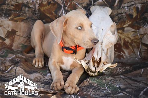 Sasquatchcatahoula Catahoulas Catahoulacur