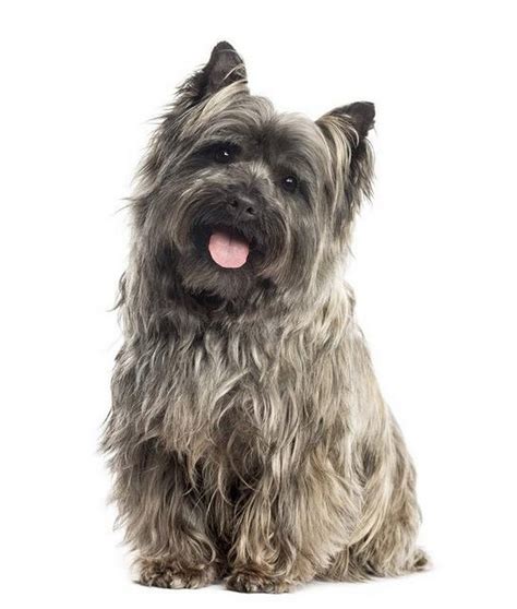 Find black russian terrier puppies and breeders in your area and helpful black russian terrier information. The Kansas City Star celebrates 'The Wizard of Oz' all ...
