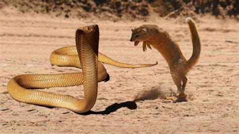 Amazing Animal World Mongoose Vs Cobra Video