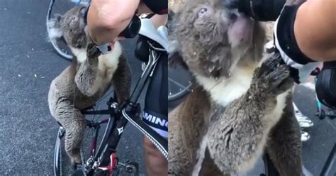 Viral Video Thirsty Koala Rushes To Cyclist For Water As Wildfires