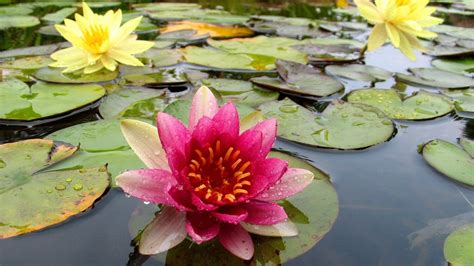 Water Lilies [2] Wallpaper Flower Wallpapers 8293