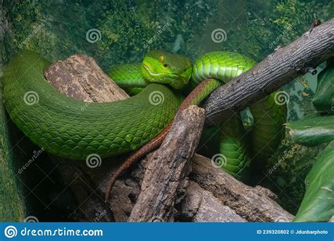 Green Pit Viper Is Coiled On A Tree Branch And Watching You Stock Photo