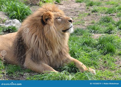 Lion In The Sun Stock Image Image Of Sunshine Grass 19250079