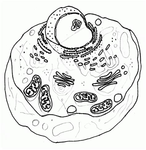 Plant Cell Coloring Pages Coloring Home