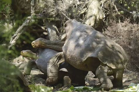 Sex Mad Giant Tortoise Saves His Entire Species From Extinction By