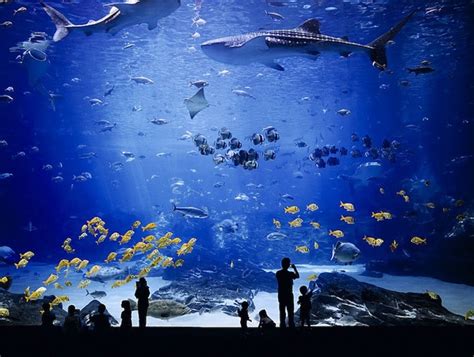 The Worlds Largest Aquarium