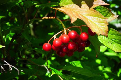 Fruit Viburnum Plant Free Photo On Pixabay Pixabay