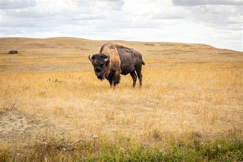 Grass Fed Bison Returns To South Dakota Prairie Ecofarming Daily