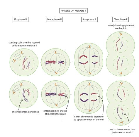 Meiosis Phases And Descriptions