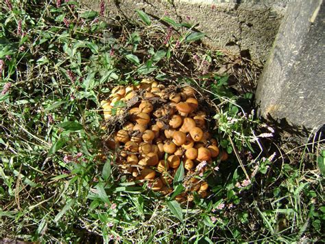 Large Orange Mushroom Clusters Se Us Mushroom Hunting