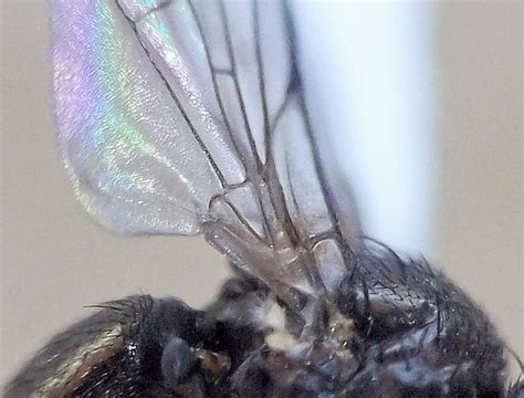 Fly From Stinging Nettle Dead Stalks Melanagromyza Martini Bugguidenet