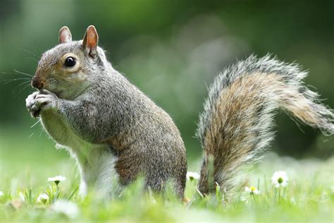 Grey Squirrel Eating Nut In The Park Environmental Pest Management