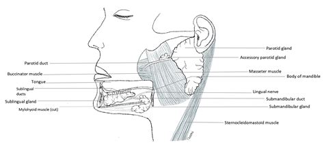 Salivary Glands Illustration Stock Image C0506261 Sci