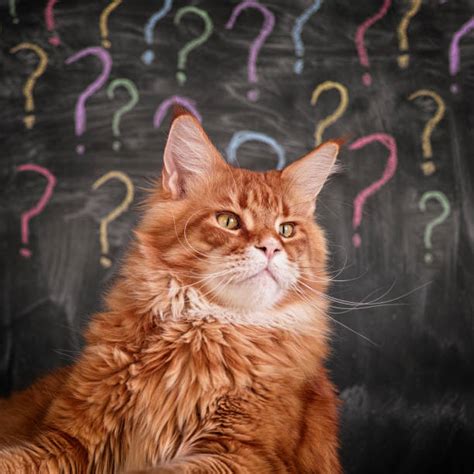 Question Mark Cat Stock Photos Pictures And Royalty Free Images Istock