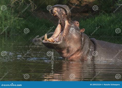 Hipopótamo Con La Boca Abierta Foto De Archivo Imagen De Agresivo