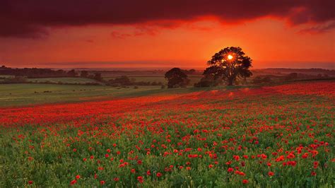 Red Poppy Flower Field In Sunset 25144 Wallpaper